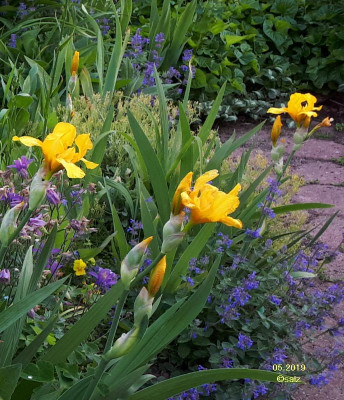 Iris klare satte Farben 2019.jpg