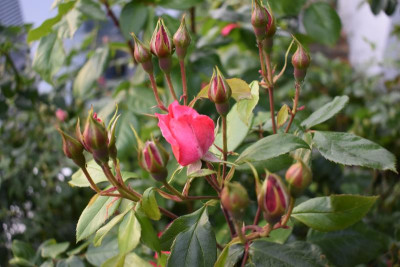 rosen mai 19 009.JPG