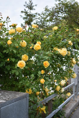 rosen mai 19 003.JPG