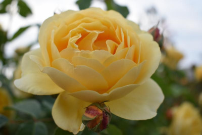 rosen mai 19 013.JPG