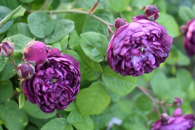 rosen mai 19 014.JPG