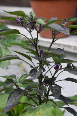 rosen mai 19 023.JPG