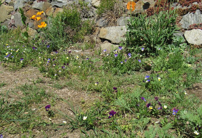 IMG_6444_Wiese_30Mai2019_.jpg