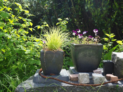 Carex montana Raureif P5240016.JPG