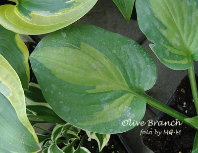 Imgp1676-Olive-Branch.jpg