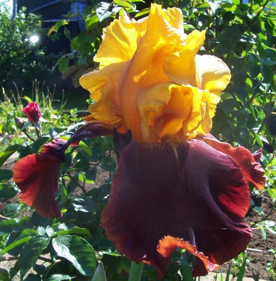 100_7844 Supreme Sultan.jpg