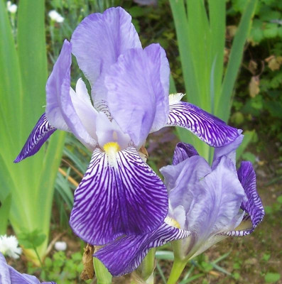 100_7848 unbekannte Iris.jpg