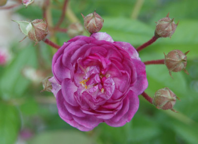 Amethyste_0010__7878.jpg