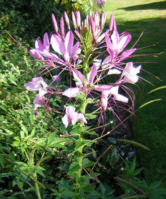 Cleome_spinosa1.jpg