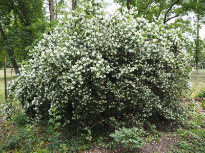 Philadelphus 31.5.19 ue.JPG