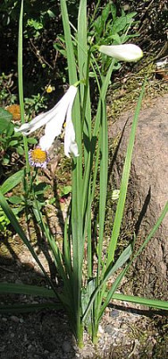 Anthericum_liliago_fars_2007.jpg