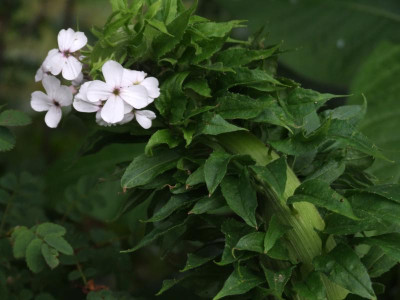 DSCF6408.JPG
