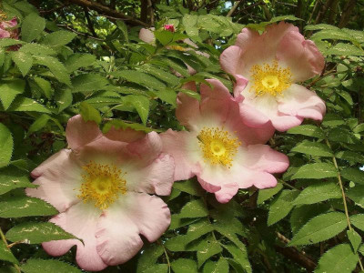 R. roxburghii_Ga_P6030568.JPG