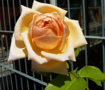 CC_0519_.JPG