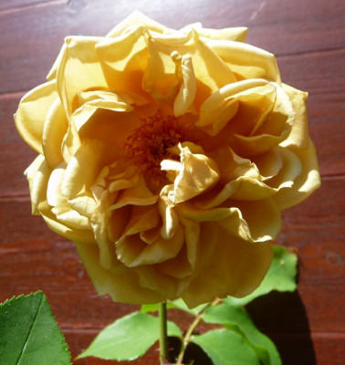 Café_0519__.JPG