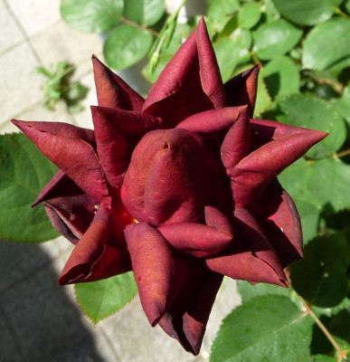 BV_0519__.JPG