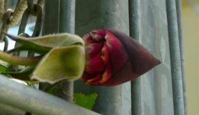 Nigrette_0519_.JPG