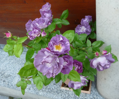 Bfy_0519_.JPG