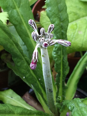2019 05 31 Prim. secundiflora.jpg