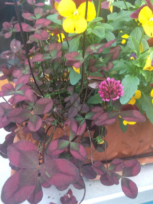 oxalis.jpg