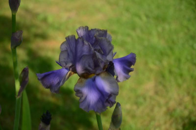 D4674 (Large).JPG
