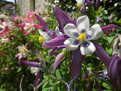 DSCI0729.JPG