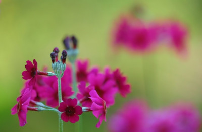 Primula_1_24-05-2007.jpg