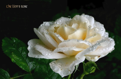 new_Lions_rose2.jpg