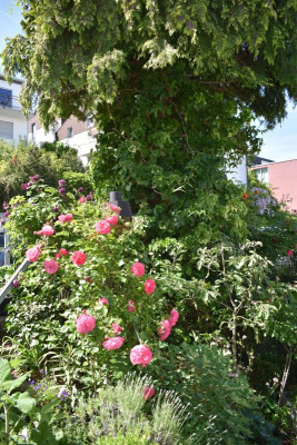 rosen juni 19 001.JPG