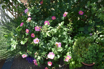 rosen juni 19 002.JPG