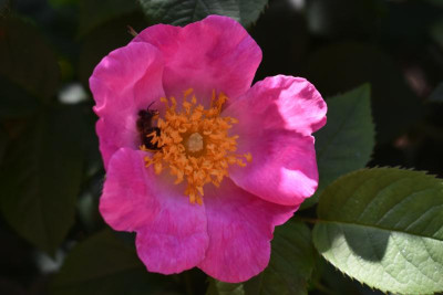 rosen juni 19 004.JPG