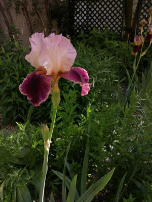 IMG_20190601_110526.jpg