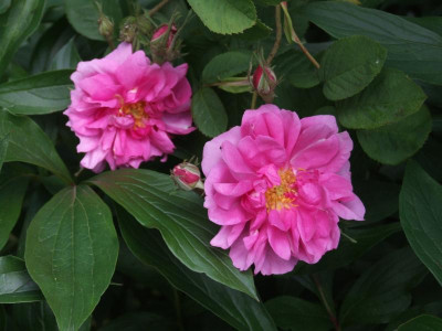 DSCF6368.JPG