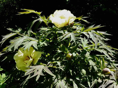 P1000866.jpg