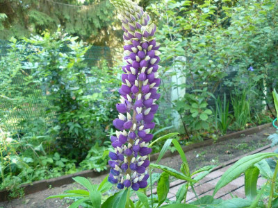 Lupinus Lupine Blau.jpg