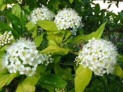 Physocarpus opulifolius 'Dart's Gold' gelbe Blasenspiere.jpg