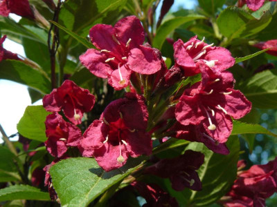 Weigela Weigelie.jpg