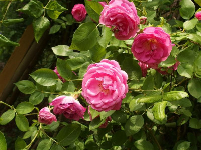 P5301843.JPG