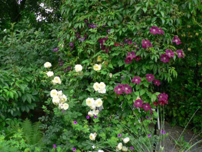 Clematis_Rose.jpg
