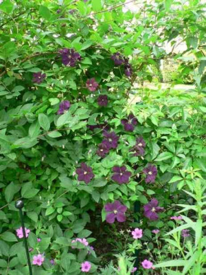 CL_EV_Lonicera.jpg