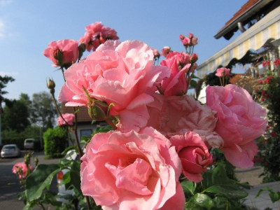 Rose_2.JPG