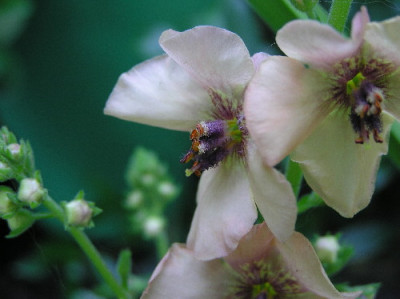Verbascum-B-1.jpg