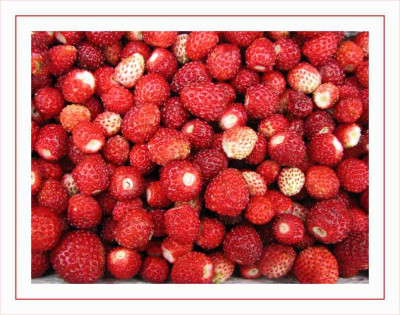 WALD-ERDBEEREN_SA_0406.jpg