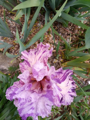 20190601_110955.jpg