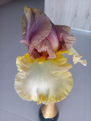 20190602_115624.jpg