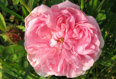 moosrose07_1.jpg