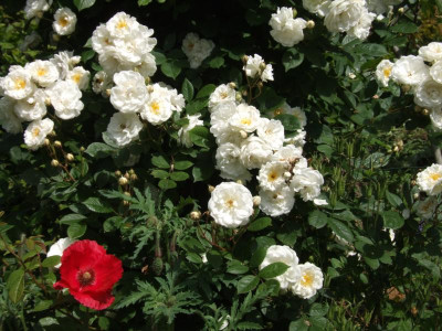 DSCF6440.JPG