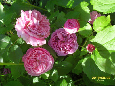 Louise Odier 2019.jpg