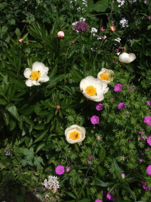 DSCF6425 - Kopie.JPG