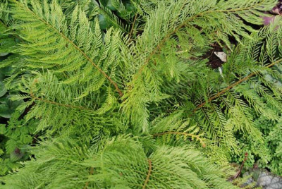 Pol-Green-Lace.jpg